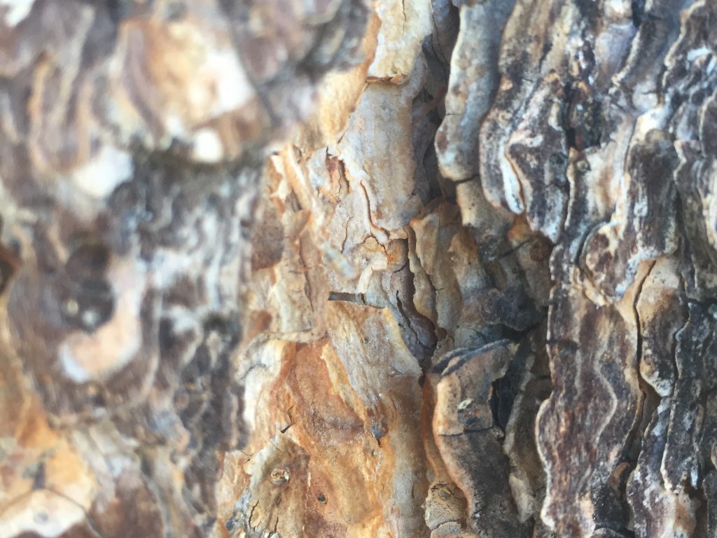 Tree Bark with DOF Texture