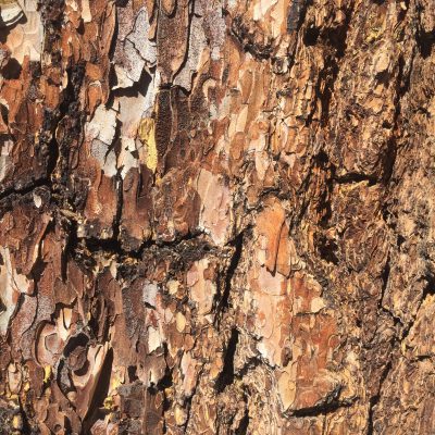 Tree Bark Texture Close Up