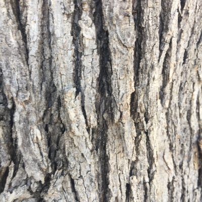 Tree Bark Close Up