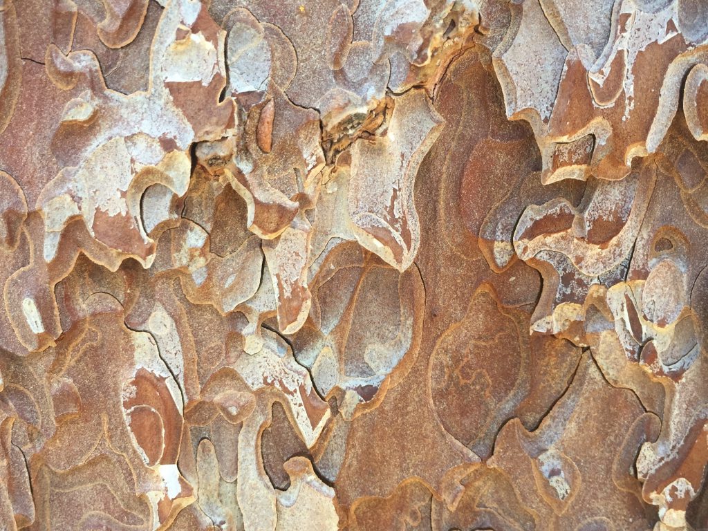 Paper Like Wood Bark Texture