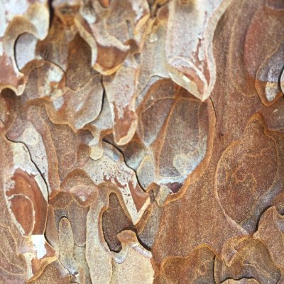 Flakey Bark Tree Texture