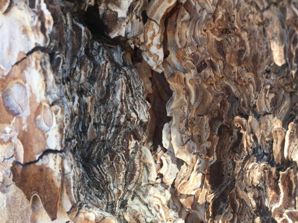 Bark of Tree Close Up