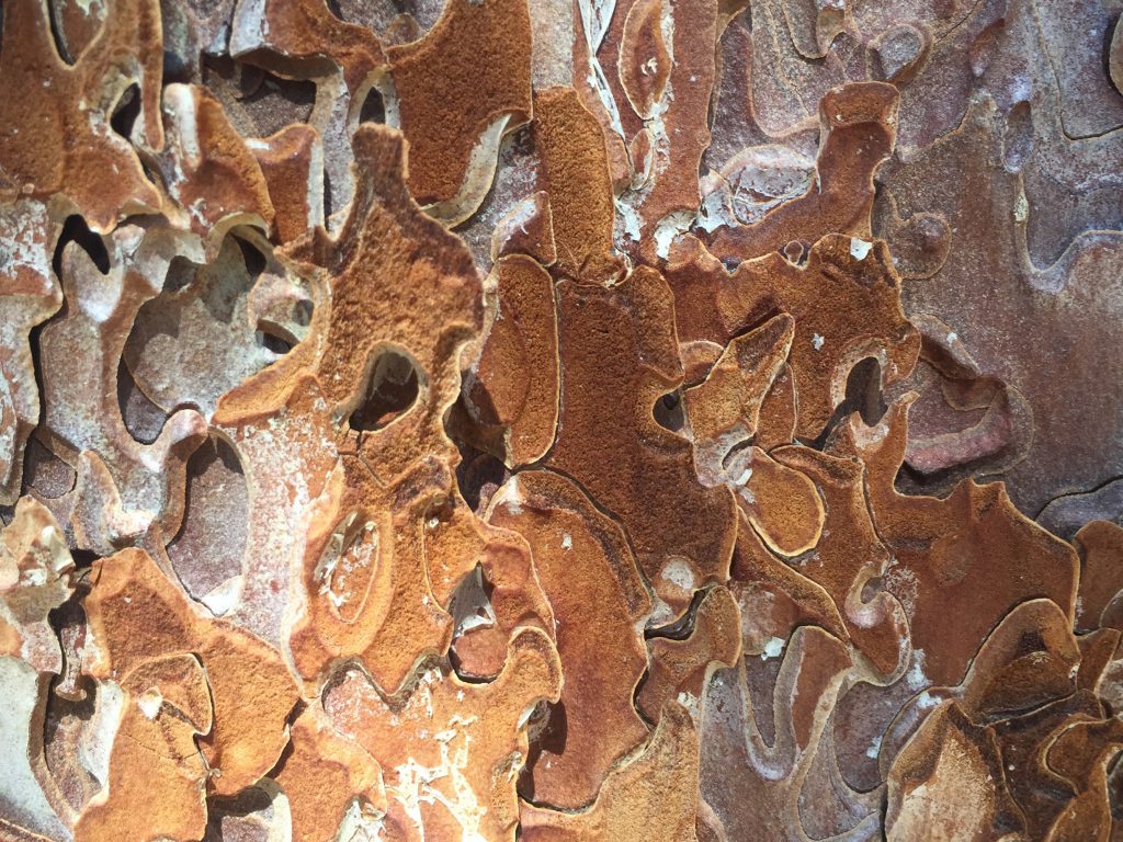 Flakey Tree Bark Texture