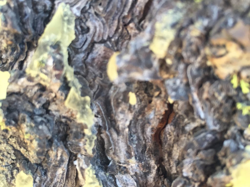 Texture Bark Close Up With DOF