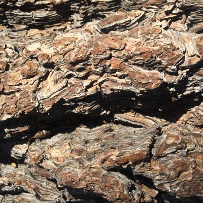 Tree Bark Close Up Texture