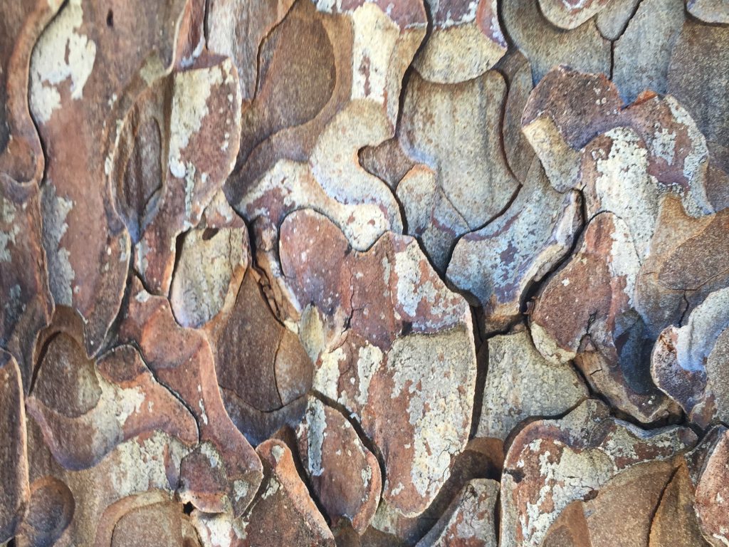 Tree Bark Texture Close Up Photo