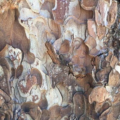 Loose Tree Bark Texture