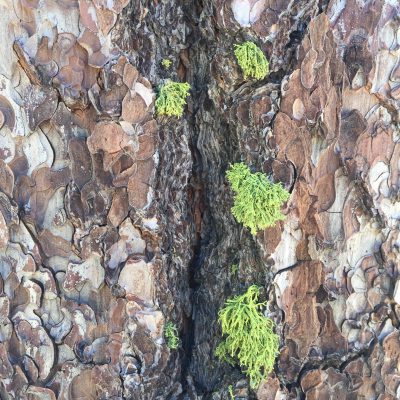 Tree Bark Texture with Green Moss