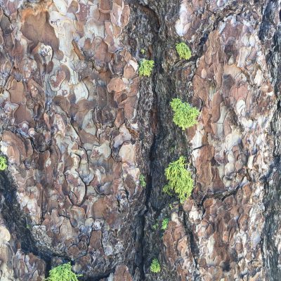 Tree Bark with Moss Growing