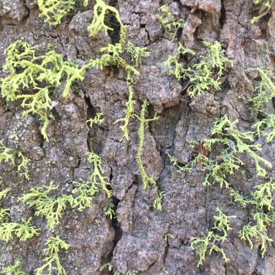 Tree Bark with Moss Growing