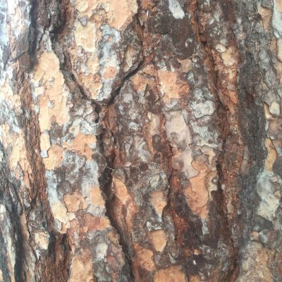 Tree Bark Close Up Stock Texture