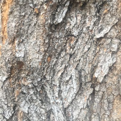 Twisting and cracked tree bark
