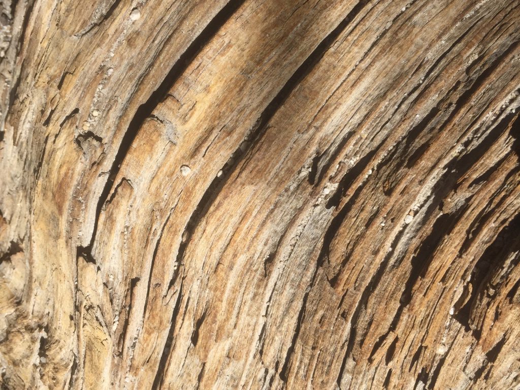 Hard twisting Wood Texture