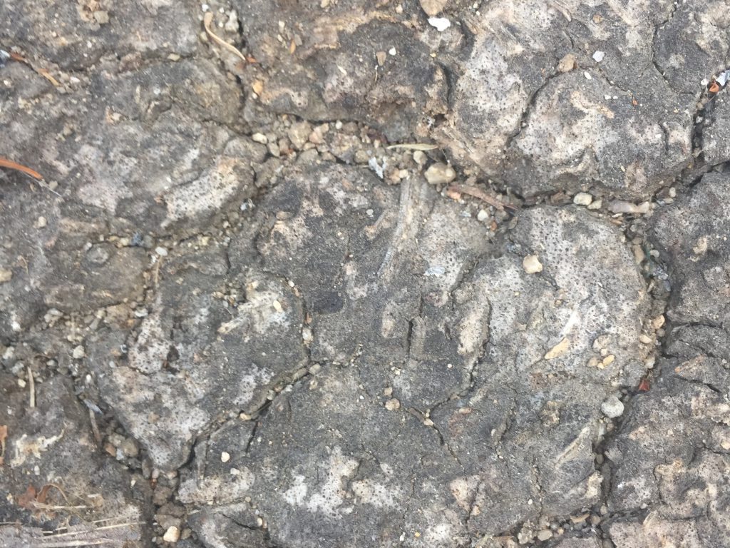 Cracked Earth/Ground Texture