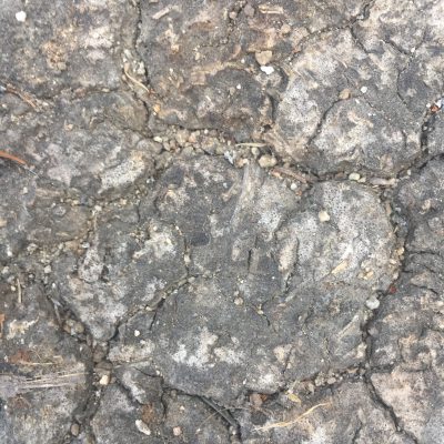 Cracked Earth/Ground Texture