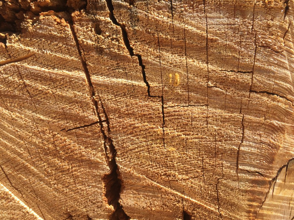 Chainsawed tree wood texture