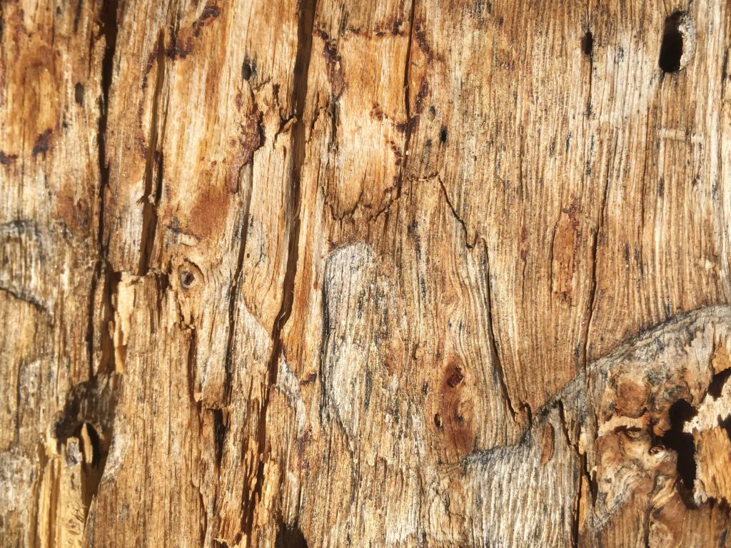 Close up of dead tree wood grain stock texture
