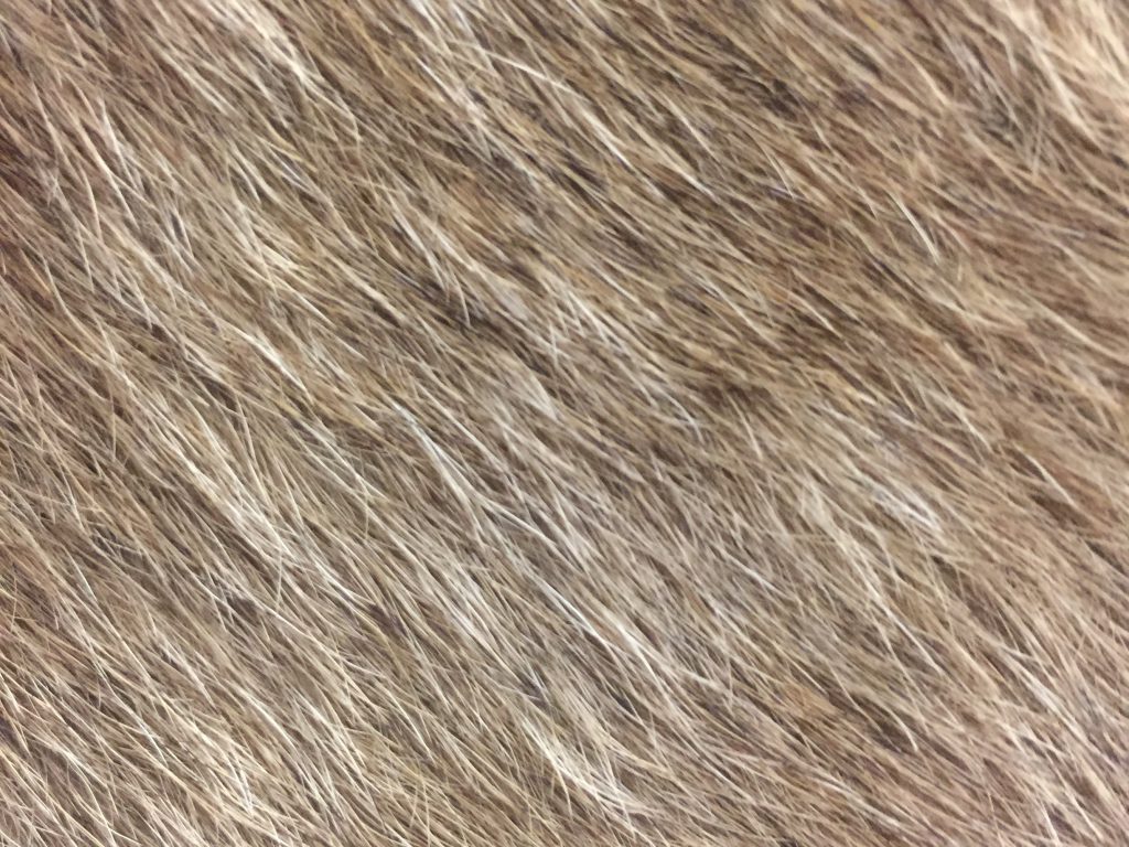 Hairy animal skin texture