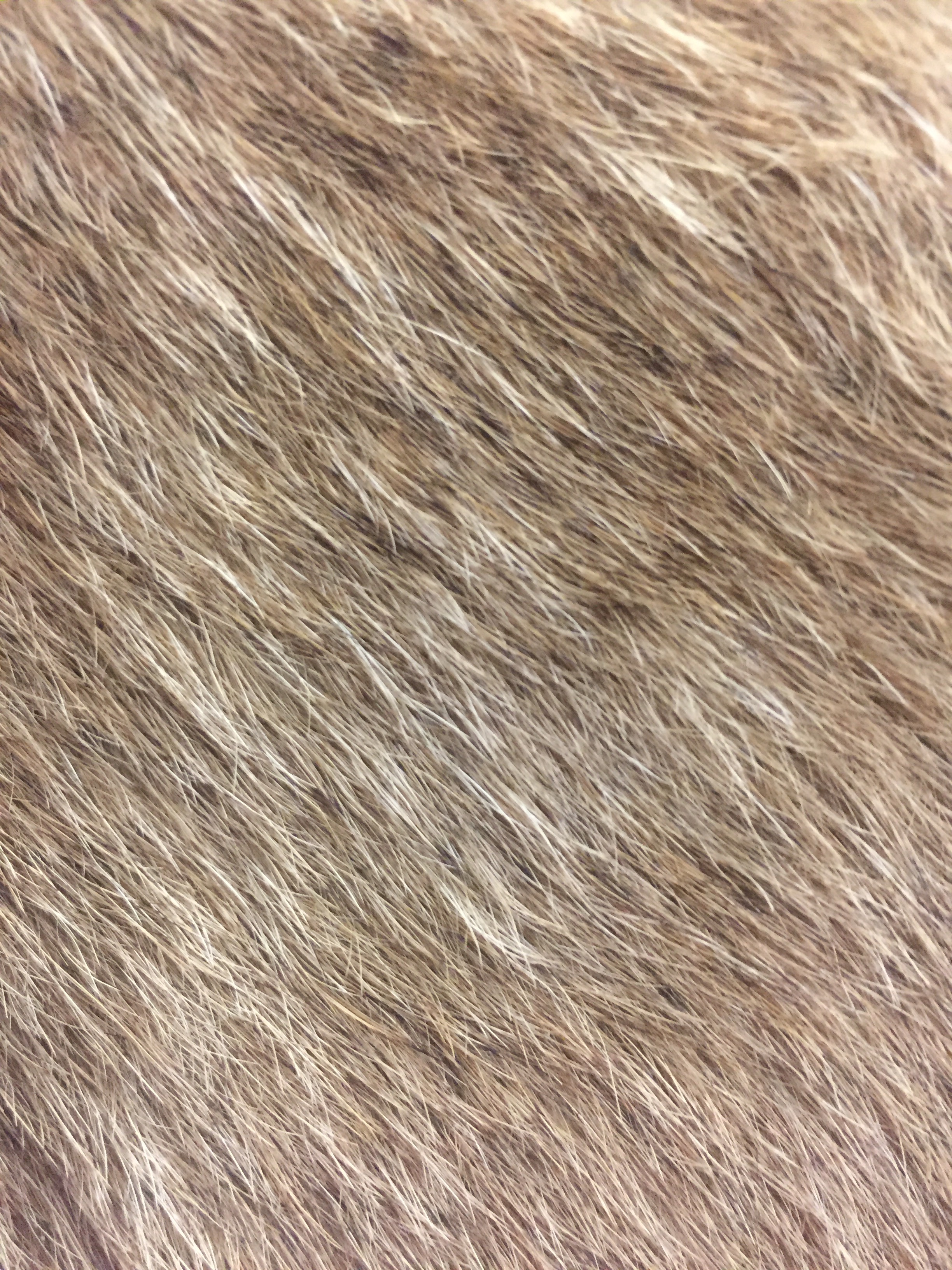 Hairy animal skin texture Fabric | Free Textures