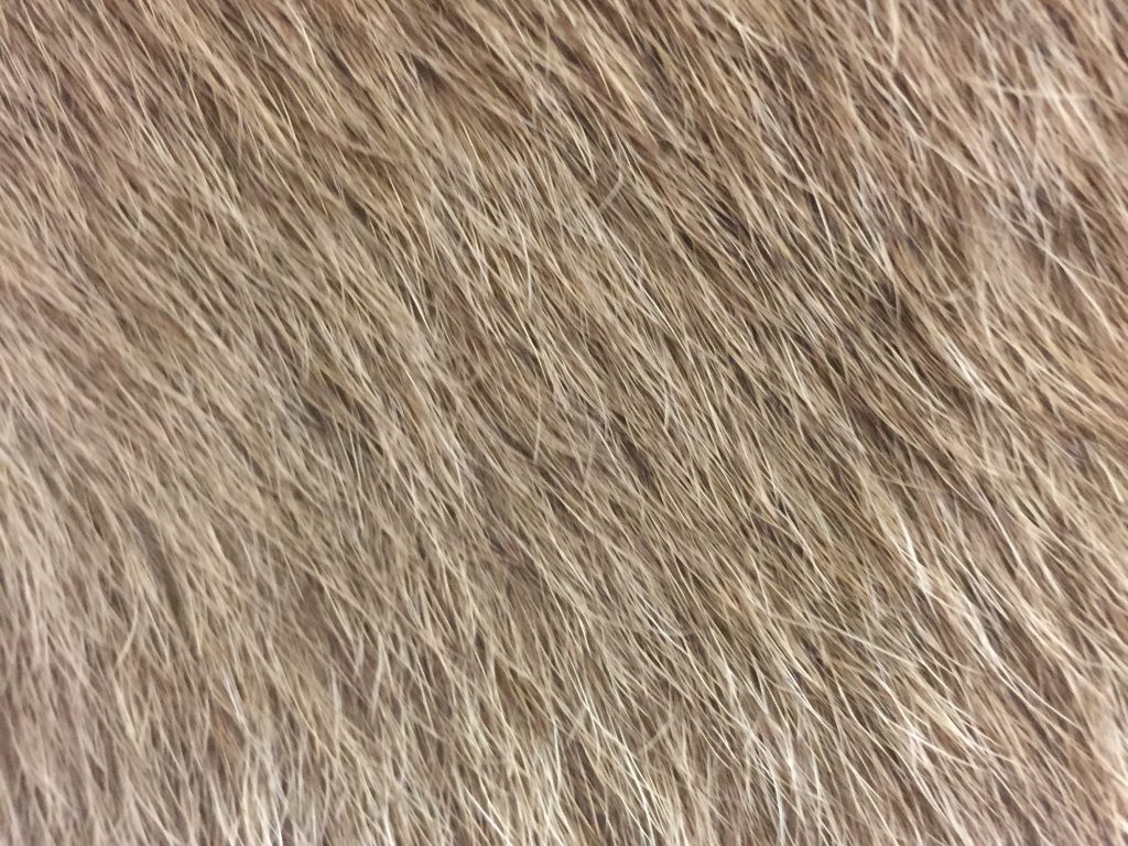 Light brown hairy animal skin texture