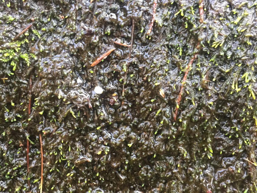 Dark green base of wet moss with green sprouts