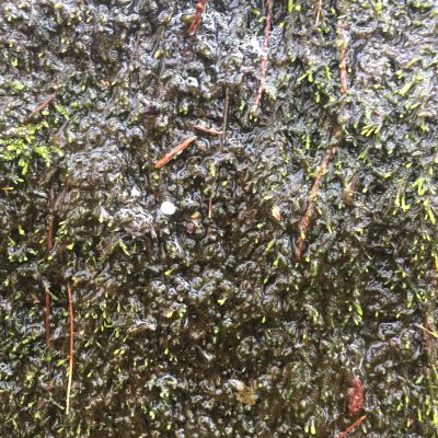 Dark green base of wet moss with green sprouts