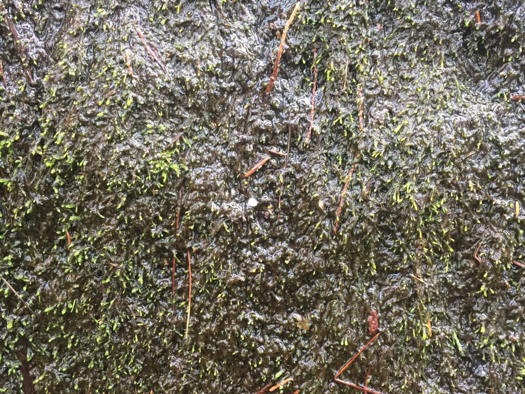 Glossy wet moss with green sprouts on rock face