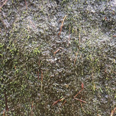 Glossy wet moss with green sprouts on rock face
