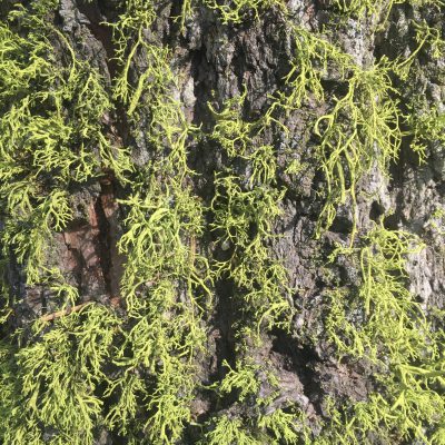 Bright green tuffs of moss growing out of tree bark