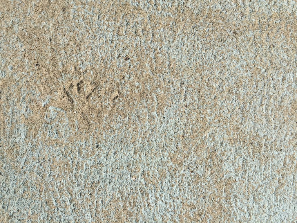 Rough sea foam green texture with sand
