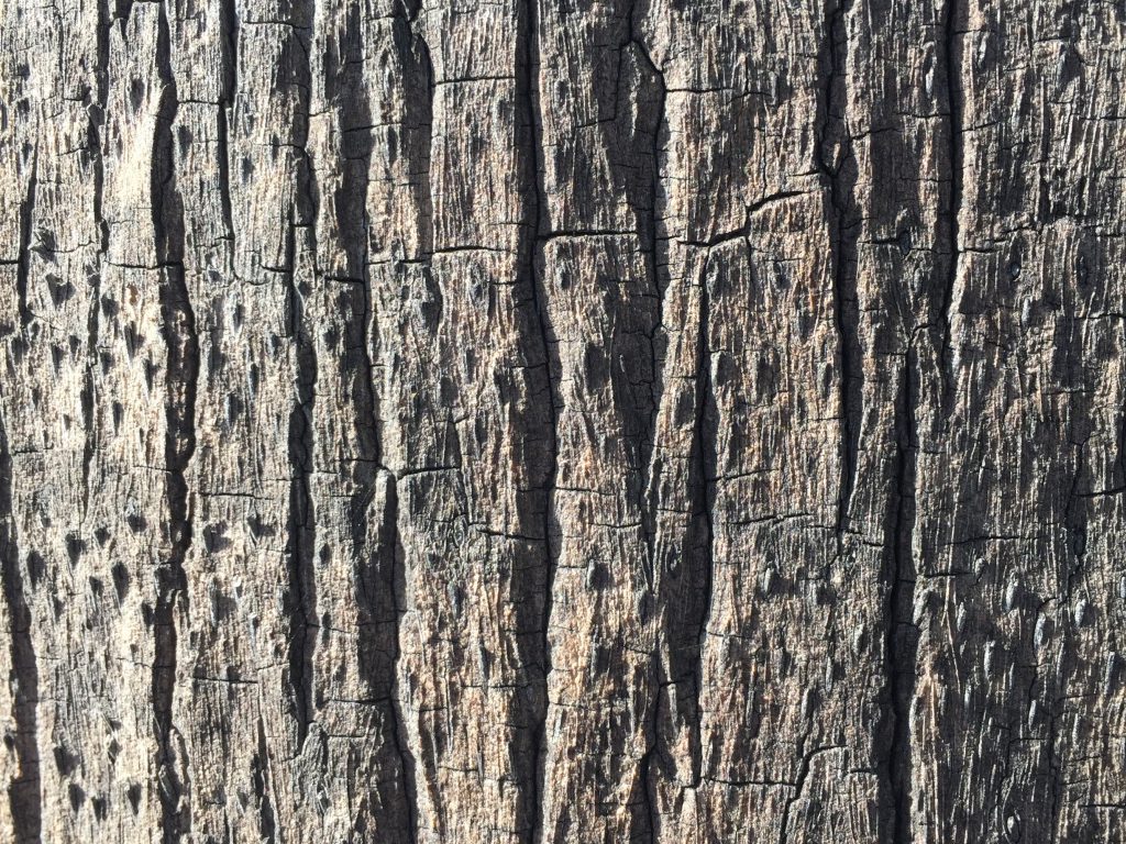 Light grey bark with large cracks moving vertically
