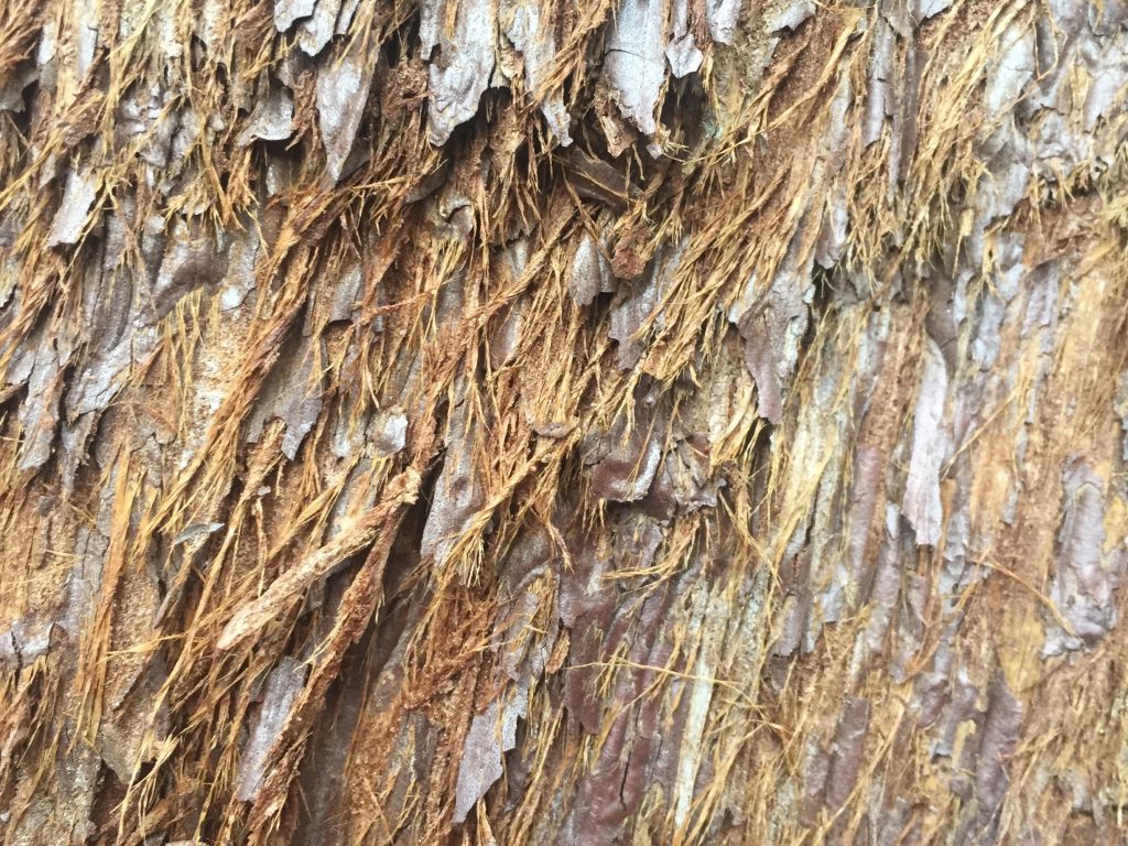 Flakey bark of Sequoia tree texture