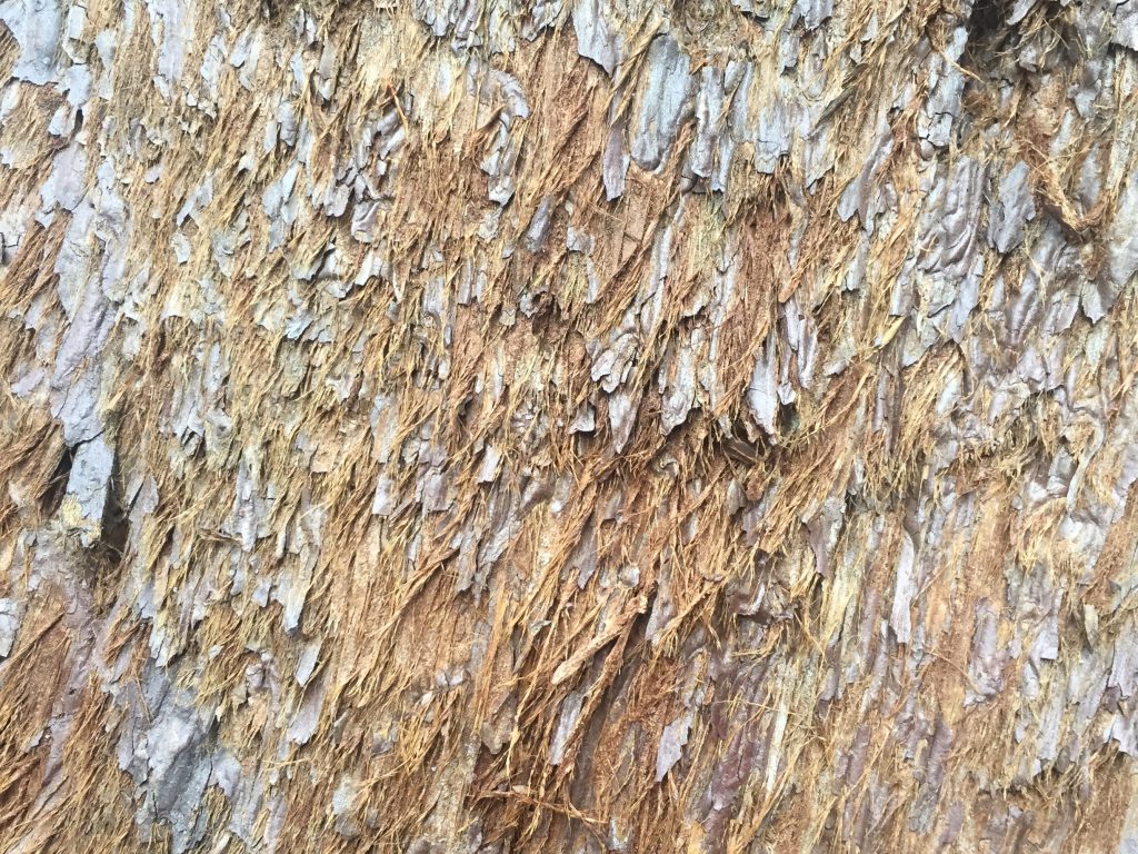 Hairy bark of a light brown/red sequoia tree