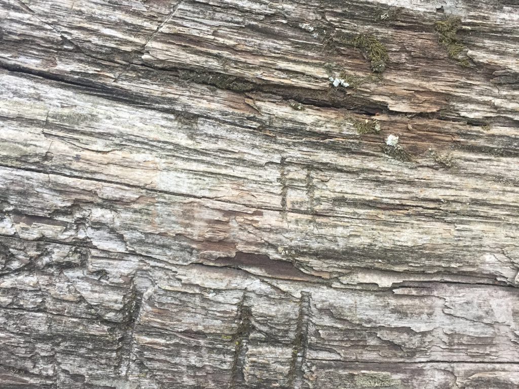 Dead tree grain running horizontally with marks throughout