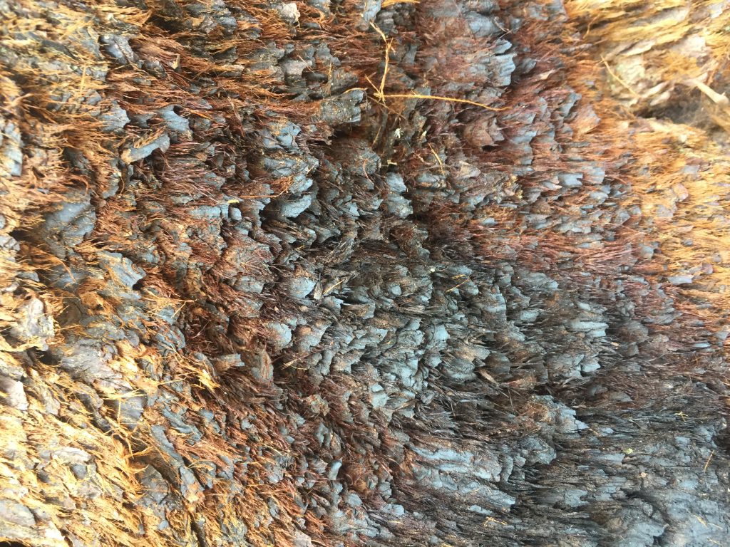 Hairy and flakey textured colorful tree bark