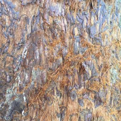 Sequoia tree texture featuring light brown and black spots