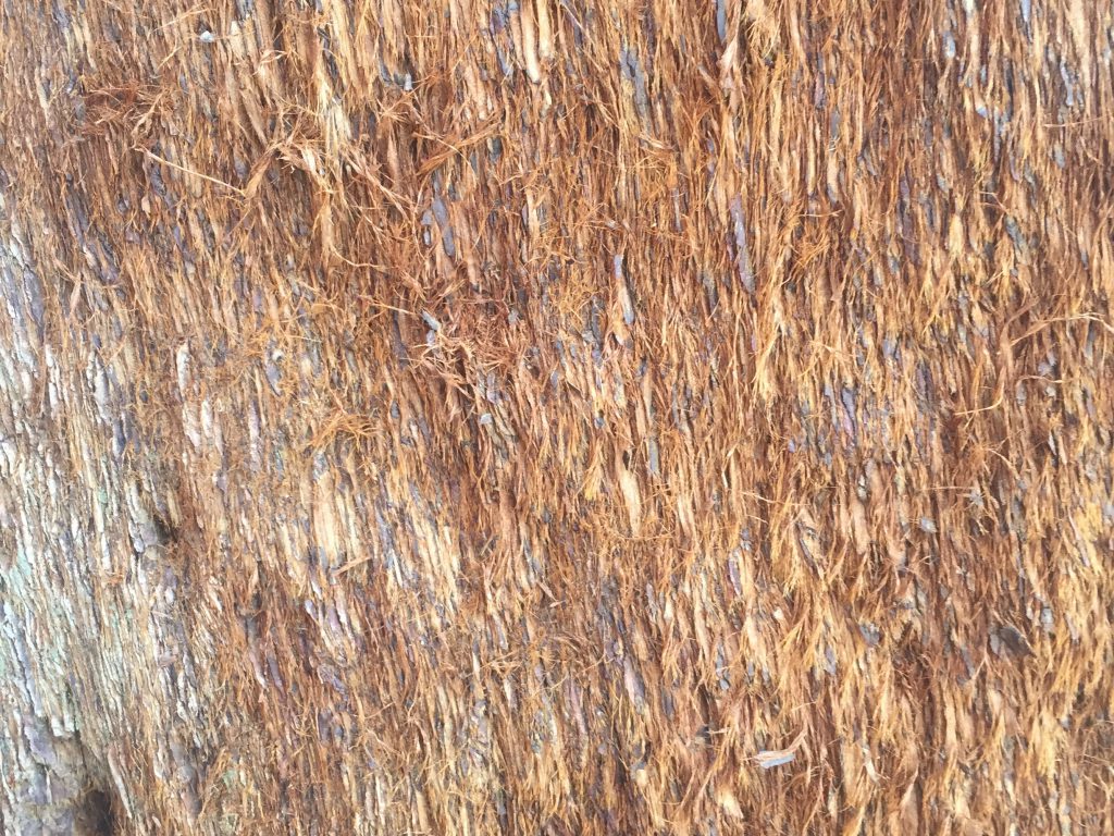 Sequoia tree bark with redish hair like texture