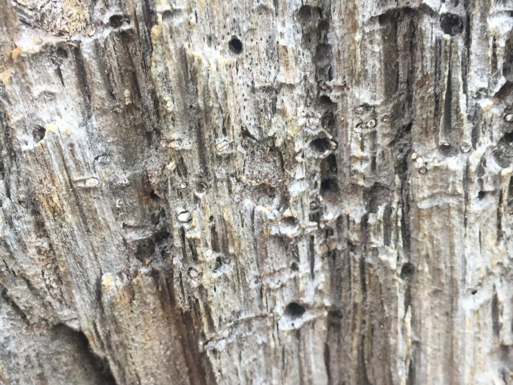 Light grey dead wood close up with ridges and holes