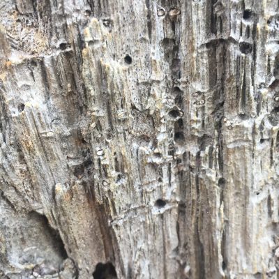 Light grey dead wood close up with ridges and holes