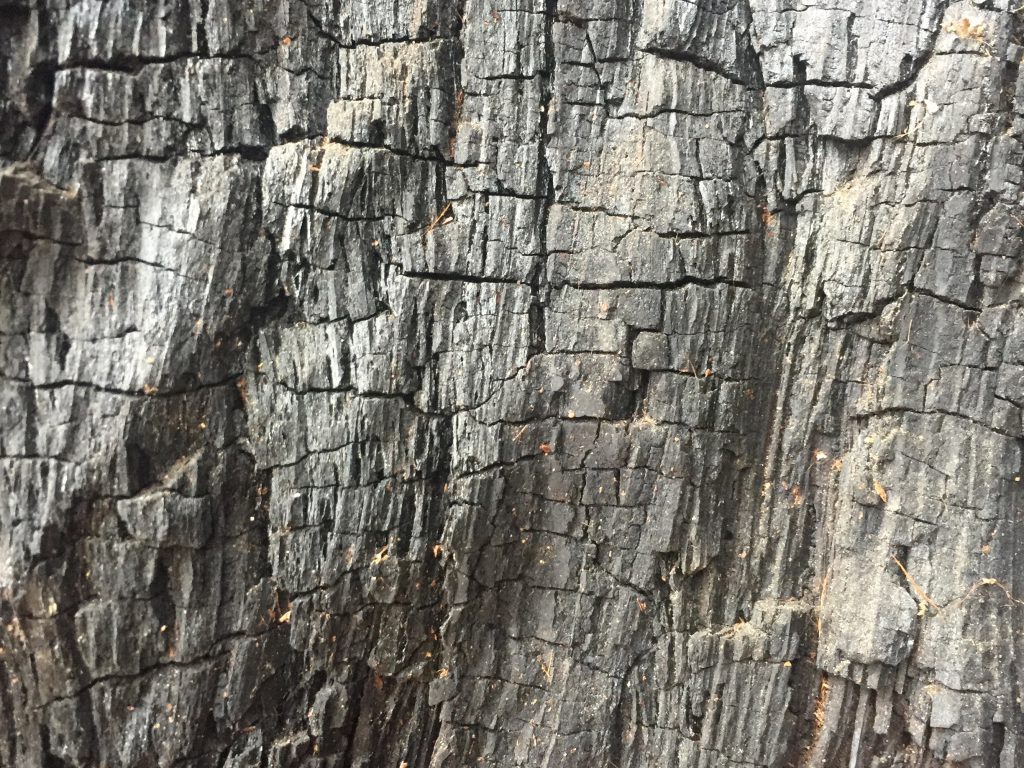 Charred dead tree with large cracks and grain running vertically