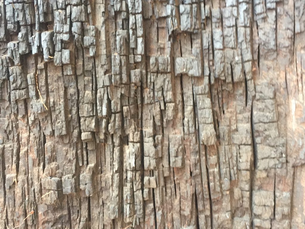Chiseled lines of tree bark running vertically