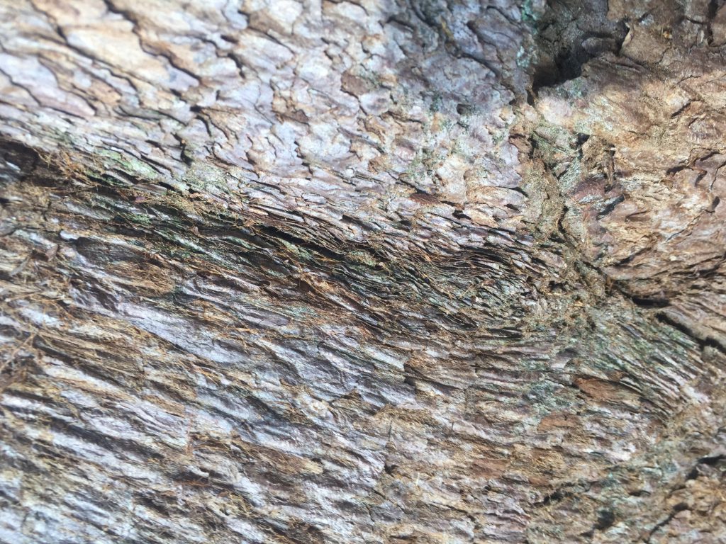 Close up of light brown and white tree bark texture