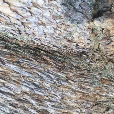 Close up of light brown and white tree bark texture