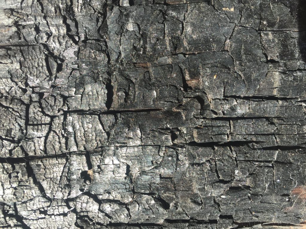 Charred tree from forest fire texture