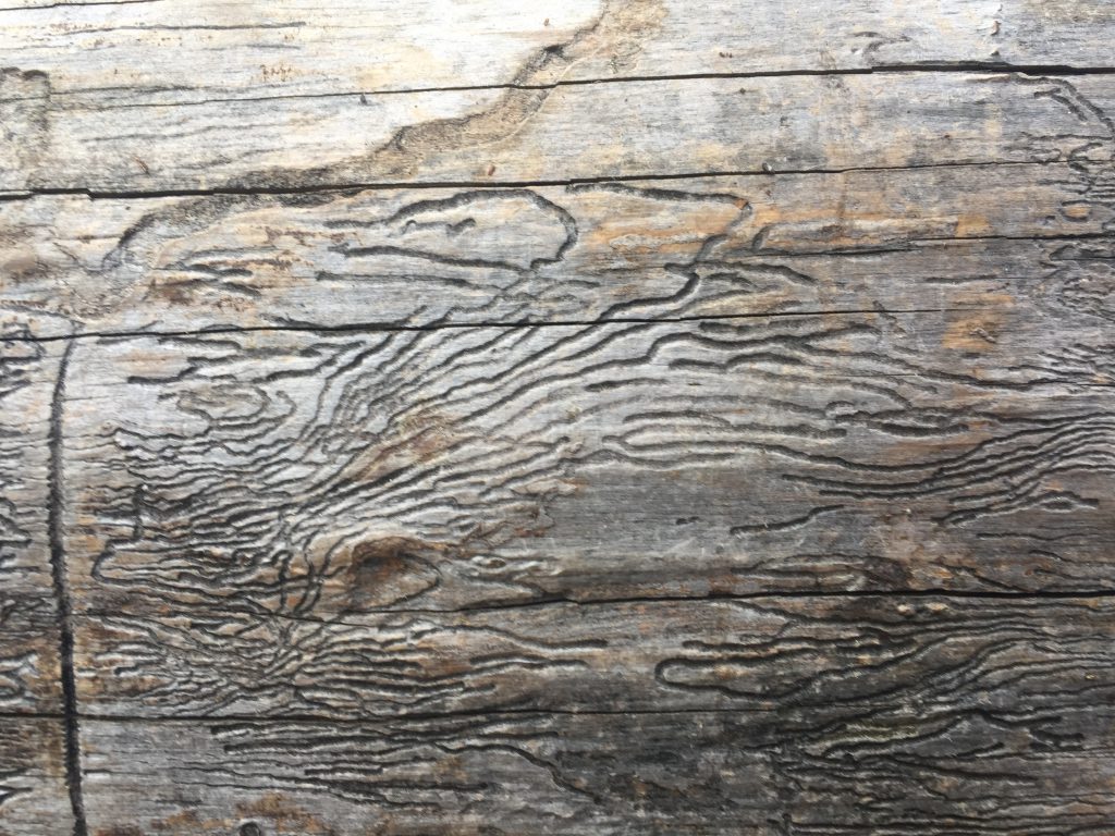 Light brown/grey dead wood with maze of lines