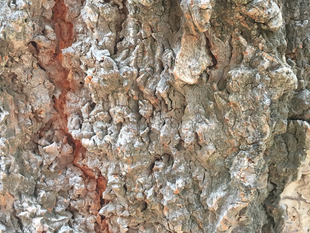 Light grey sharp and rigid layers of bark with red center