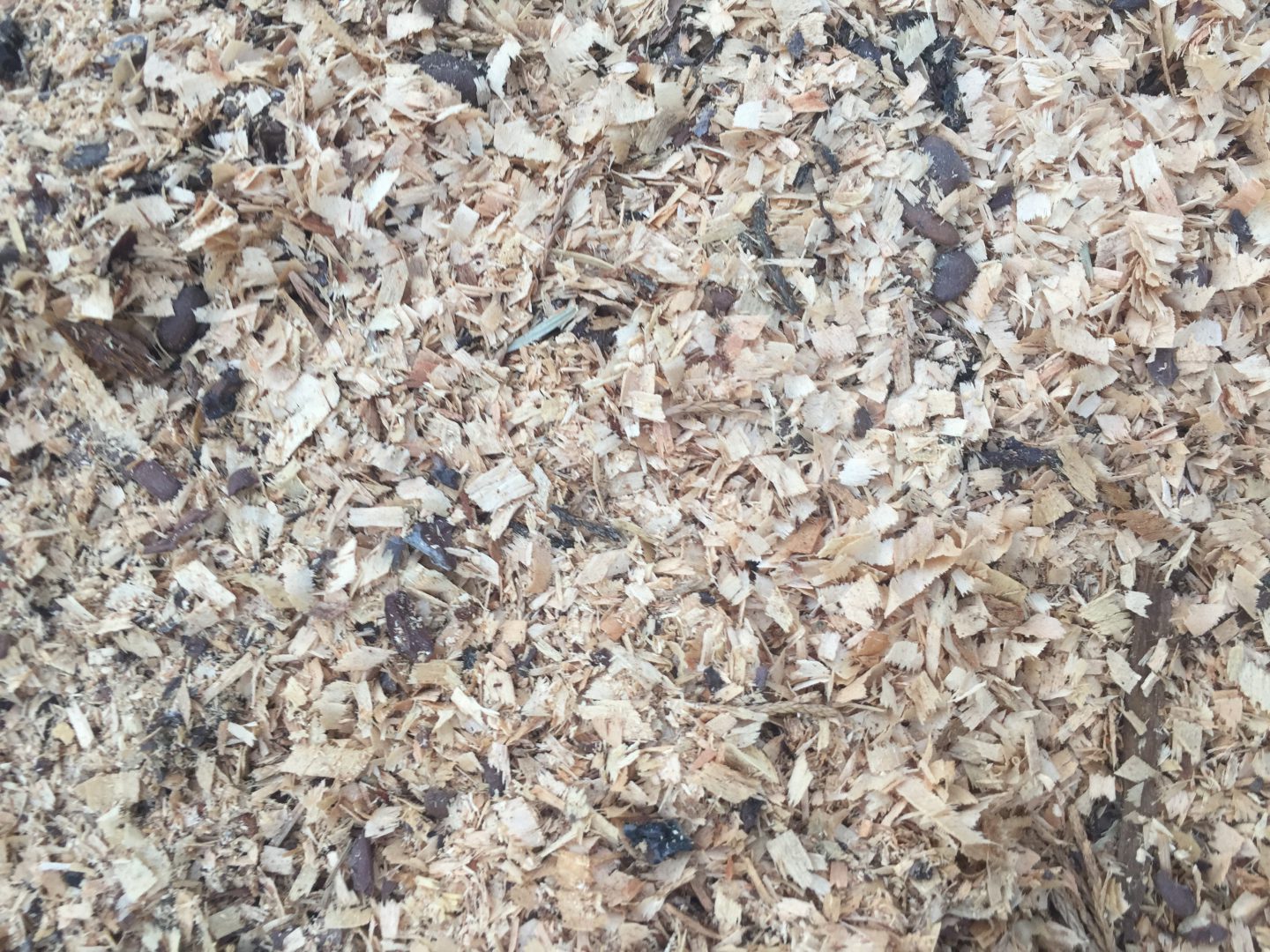 Light colored wood chips covering ground | Free Textures