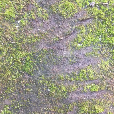 Bright green moss growing on dark brown dirt