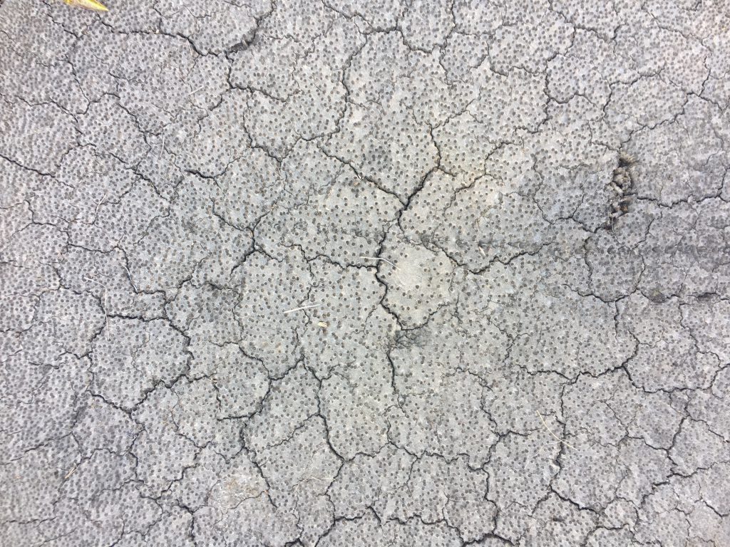 Spotted texture of grey tree stump with radiating cracks