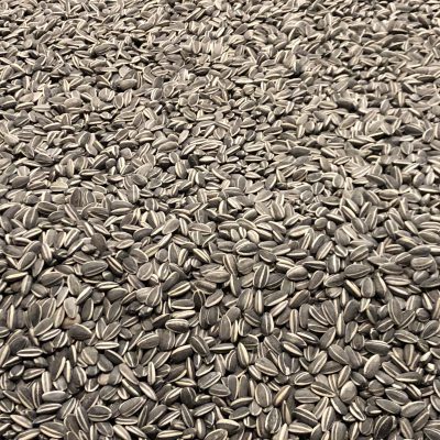 Thousands of Sunflower Seeds shot at slight angle
